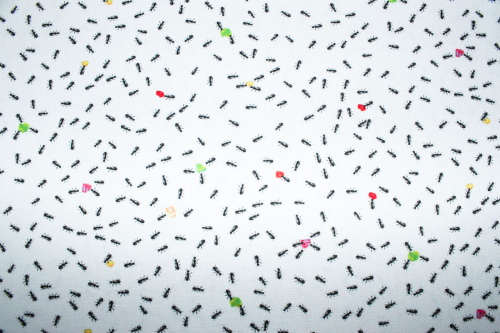 Designerbaumwolle Ameisen weiß (10 cm)