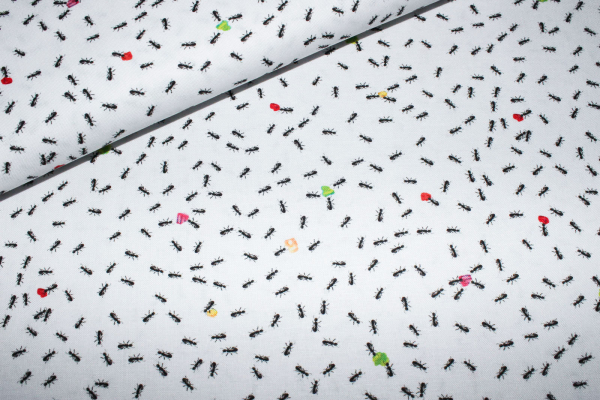 Designerbaumwolle Ameisen weiß (10 cm)