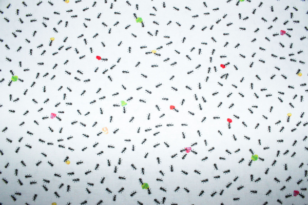 Designerbaumwolle Ameisen weiß (10 cm)