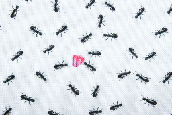 Designerbaumwolle Ameisen weiß (10 cm)